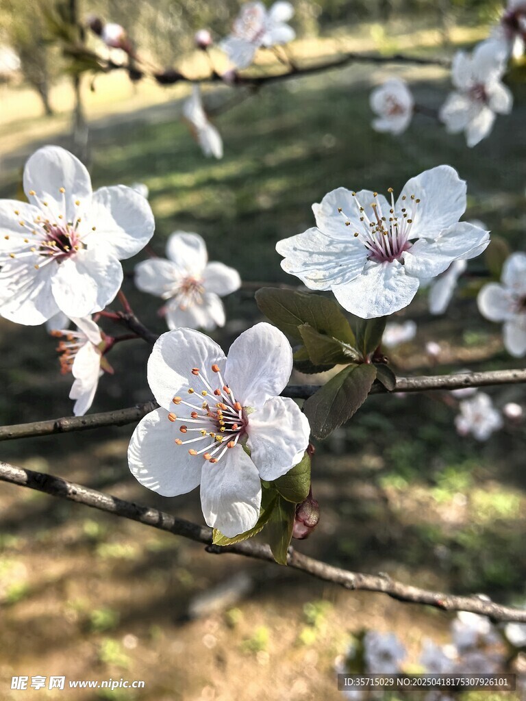 枝头绽放的洁白花朵