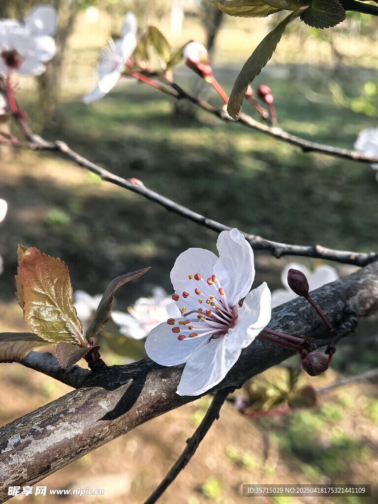 枝头绽放的美丽紫叶李