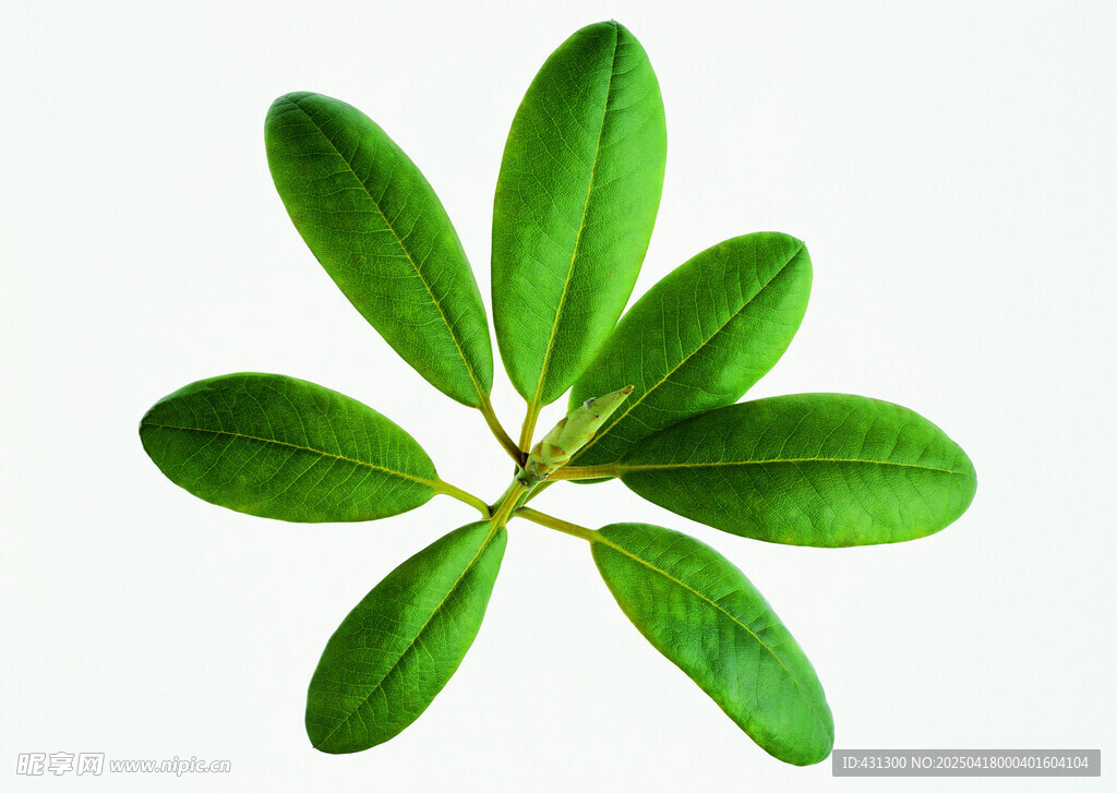 翠绿七叶植物特写