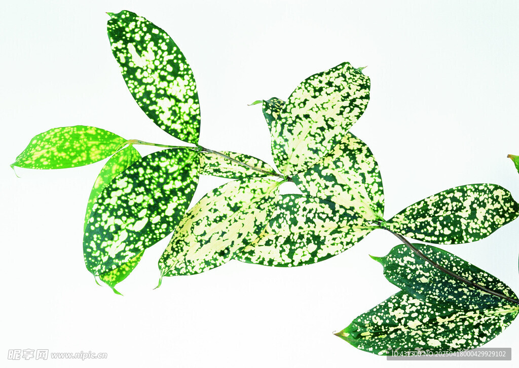 斑叶植物特写