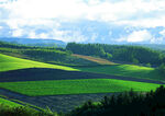 绿色田野风光美景