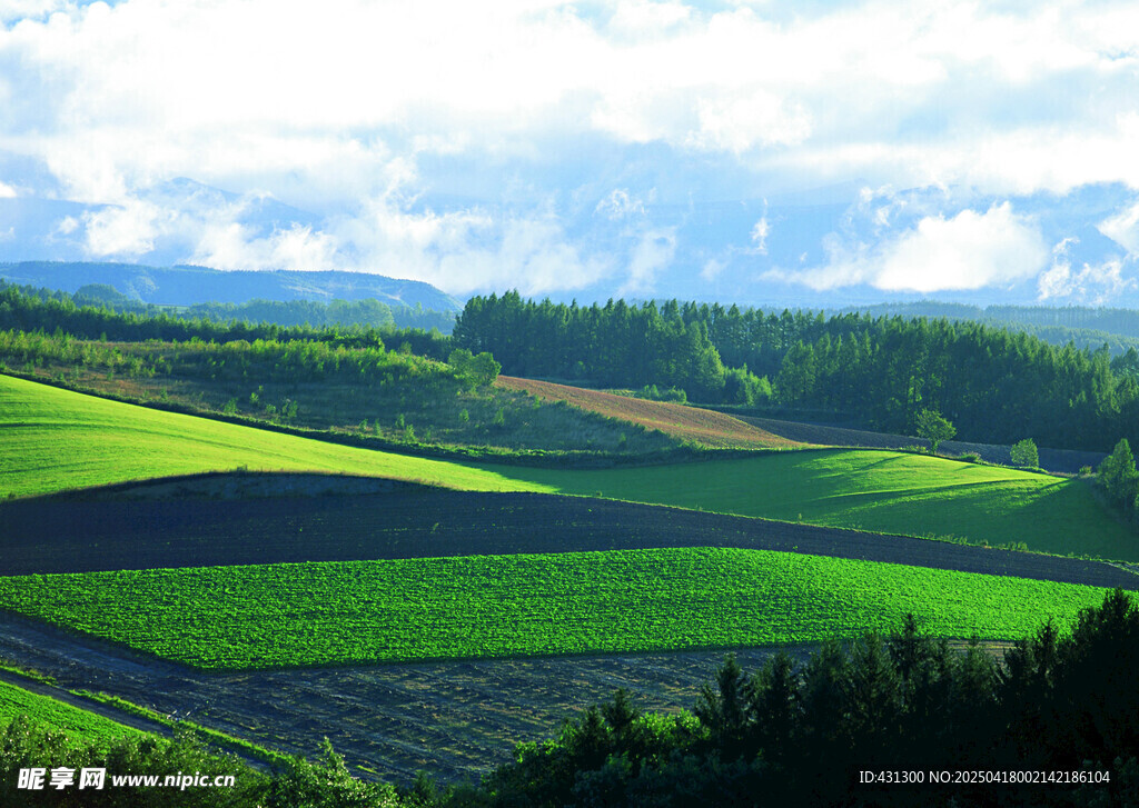 绿色田野风光美景
