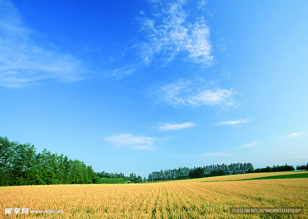 金黄田野与蓝天绿树美景