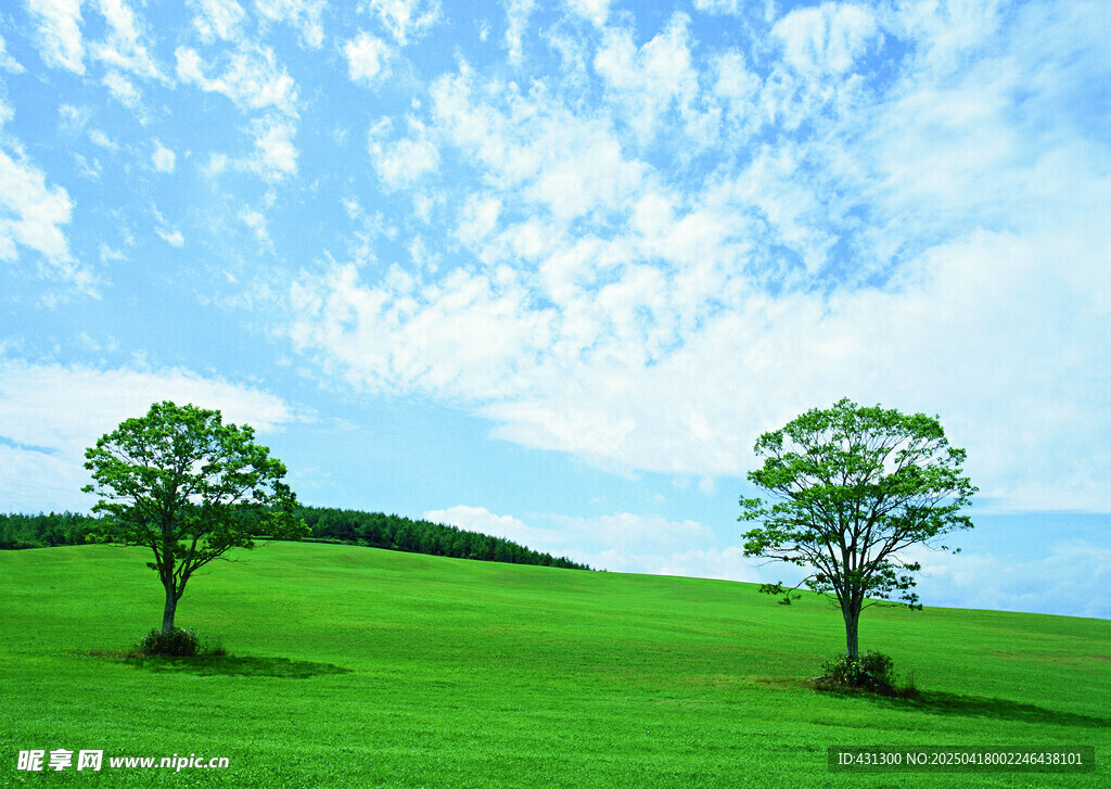 绿野双树蓝天美景