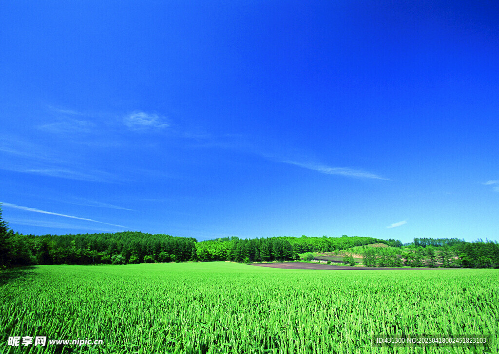 广袤绿野蓝天美景