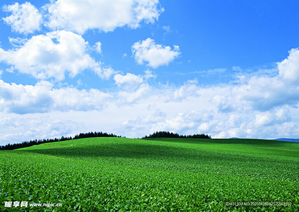 广袤绿野蓝天美景