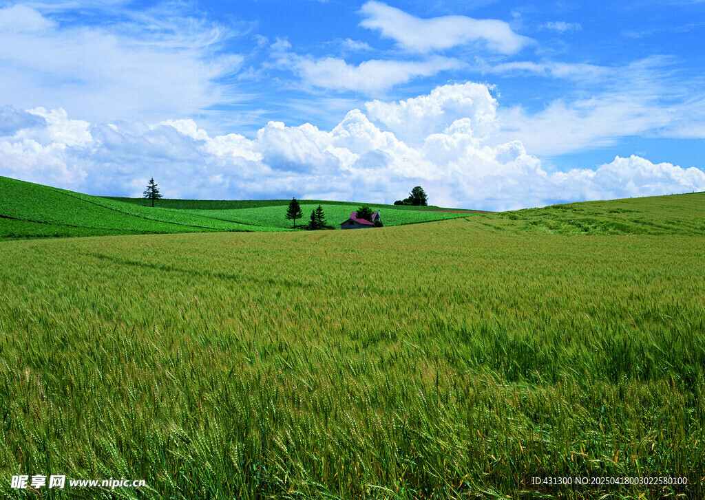 广袤绿野田园风光美景