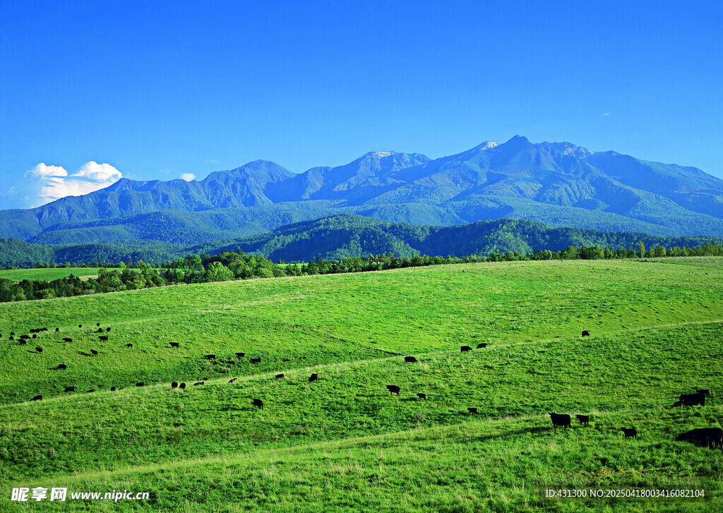 广袤草原与远处山峦美景