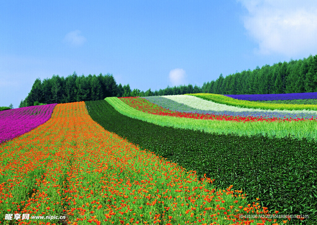 多彩花田美景
