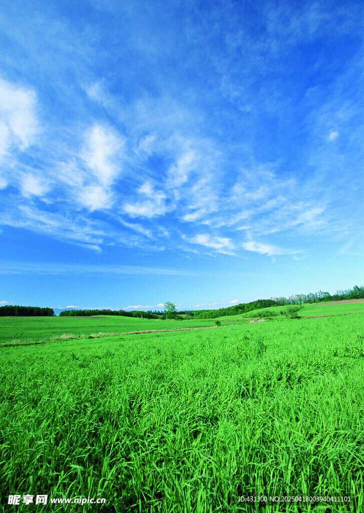 广袤绿野蓝天美景