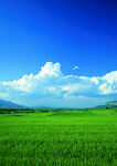 广袤绿野蓝天美景