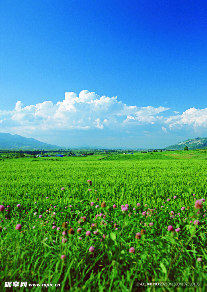 广袤绿野繁花蓝天美景