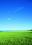 广袤绿野蓝天美景