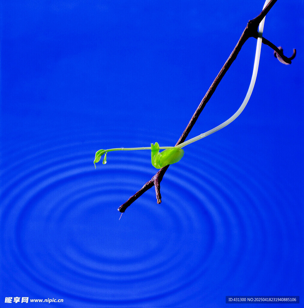 青蛙立于枝头触水起涟漪