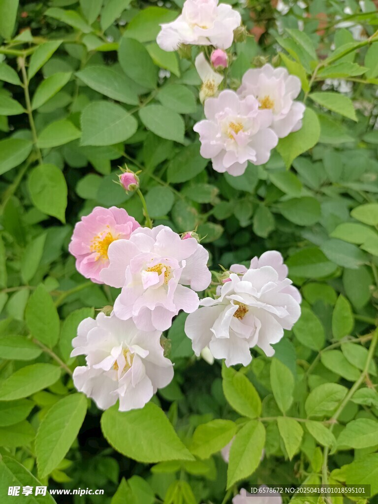 粉色蔷薇
