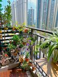 城市阳台的多彩绿植世界