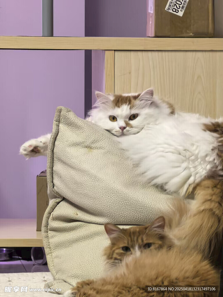慵懒猫咪惬意躺卧