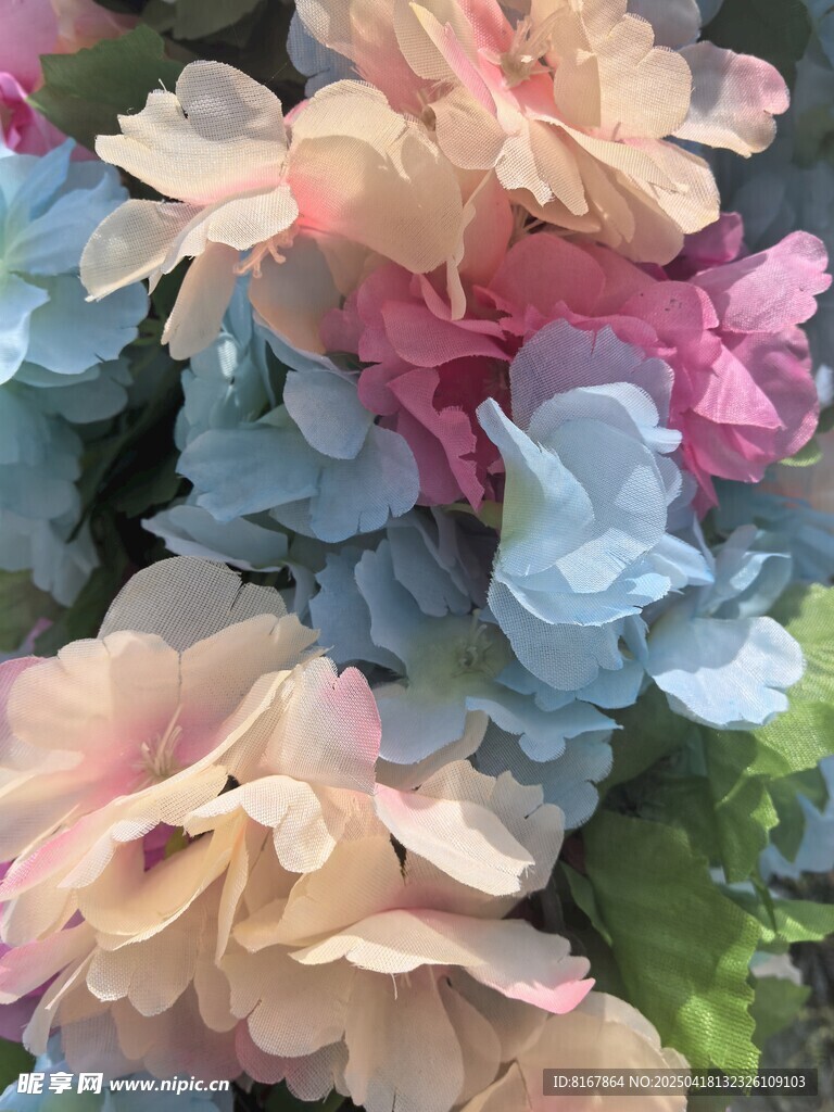 多彩绣球花绽放美丽