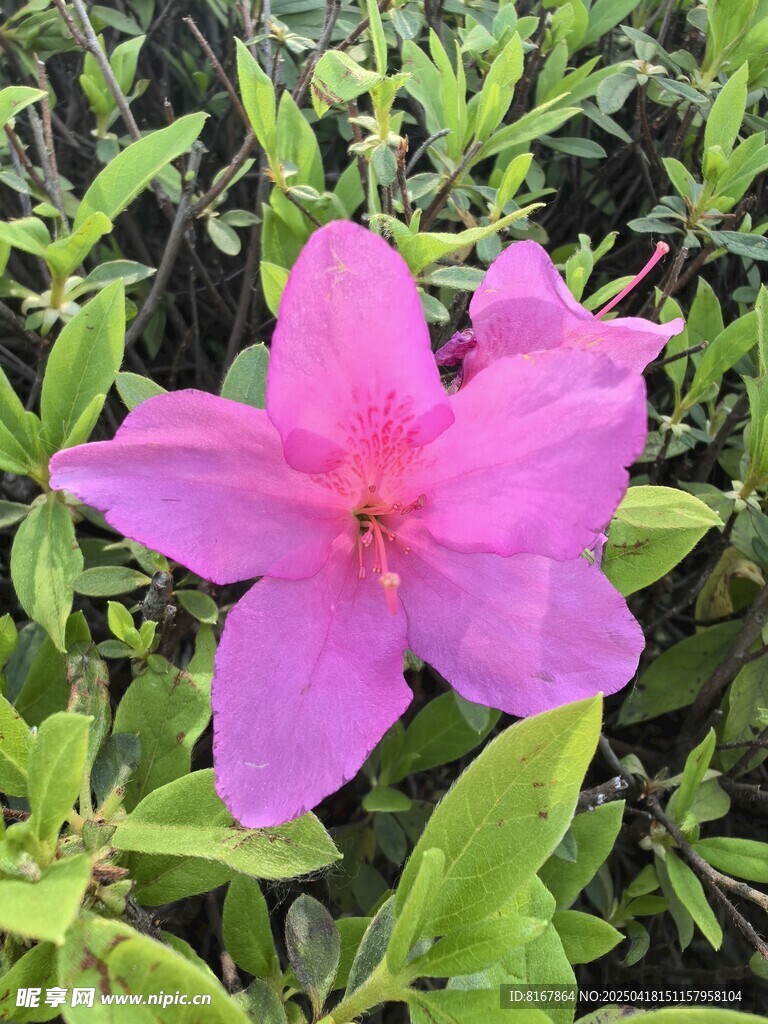 娇艳绽放的粉色杜鹃花