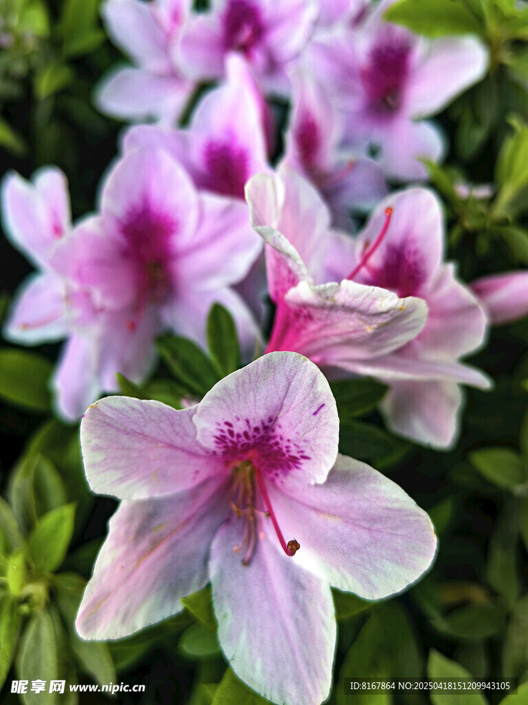 娇艳粉紫杜鹃花绽放