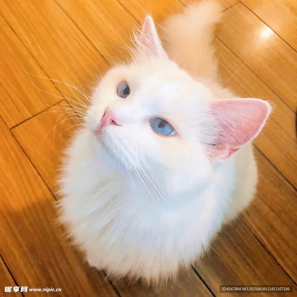仰头的可爱白毛猫咪