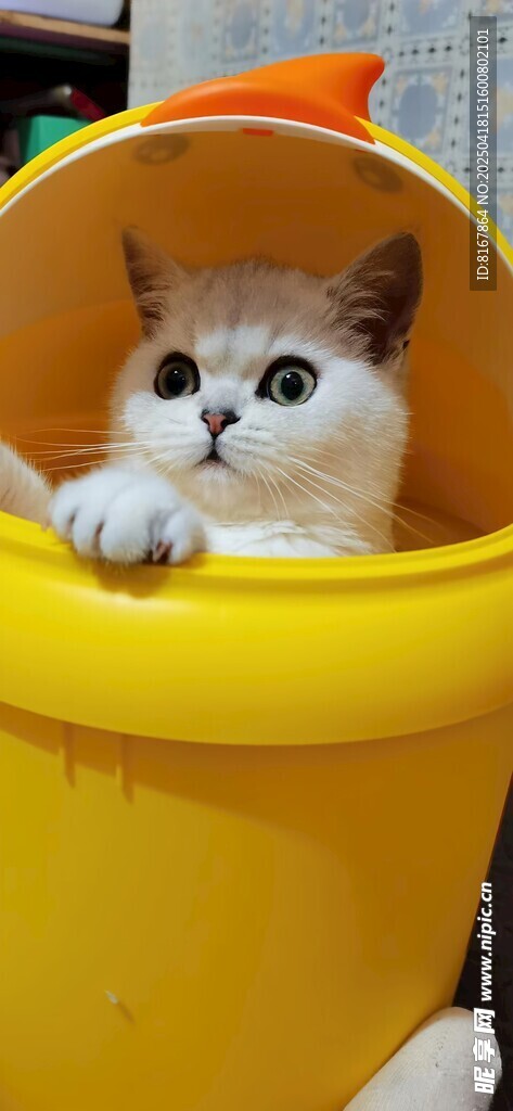 小猫探头黄色容器中