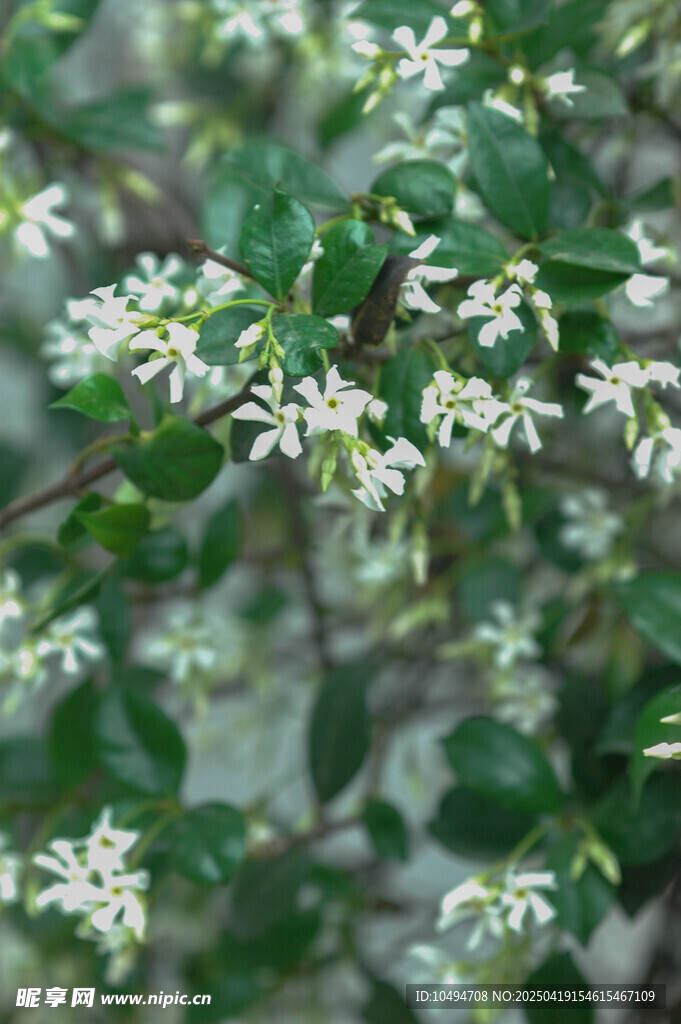 白色小花绿叶植物特写
