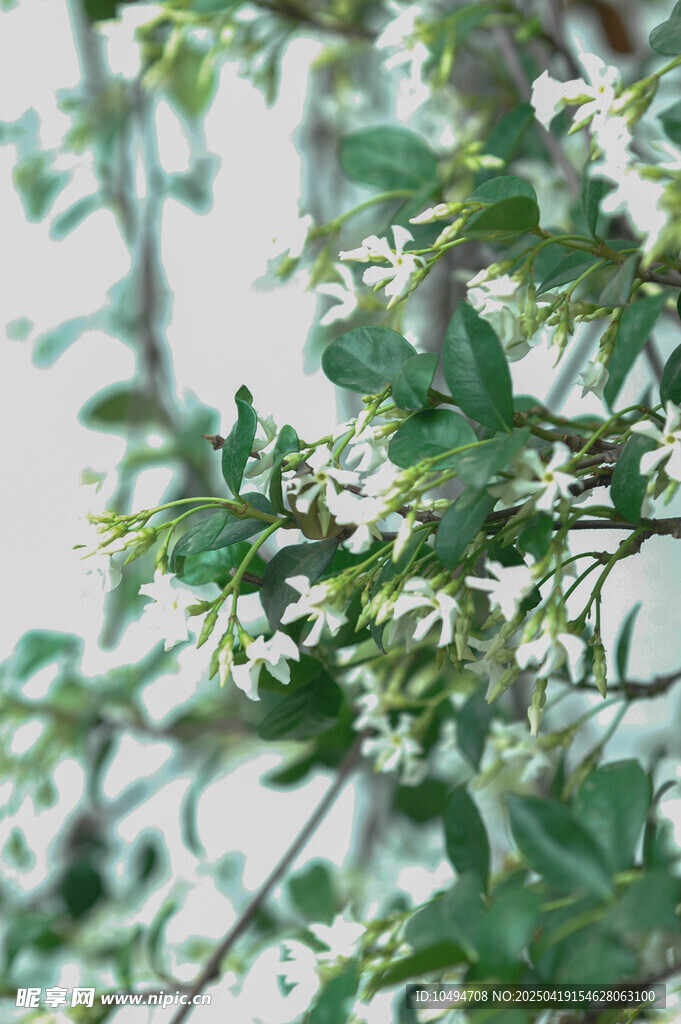络石小花