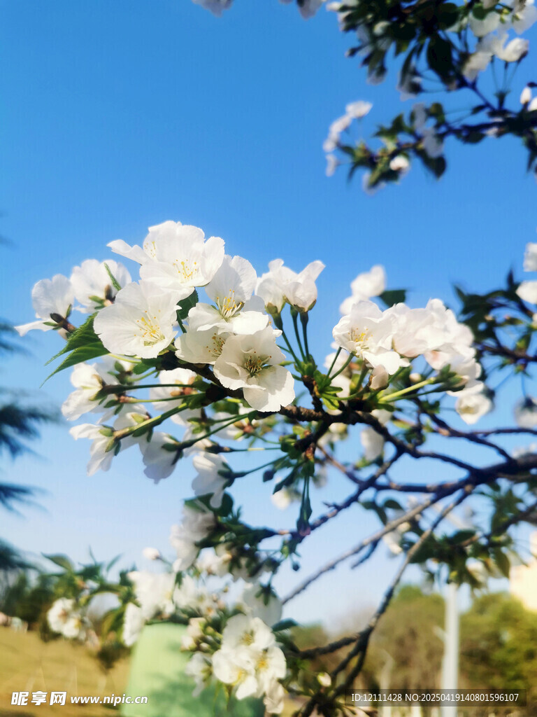 枝头绽放的洁白花朵