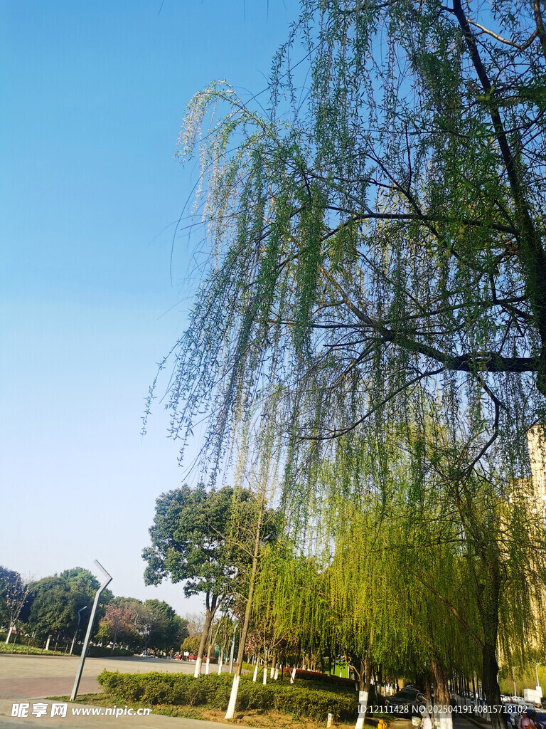 垂柳依依的清新户外景致