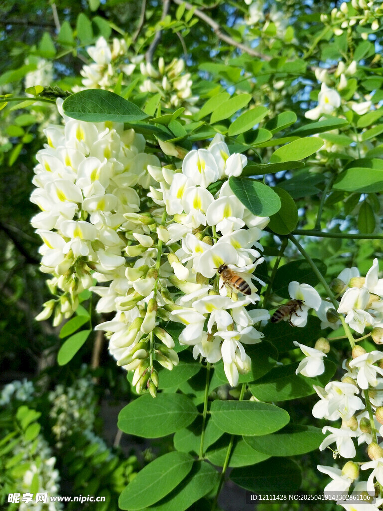 盛开的白色洋槐花