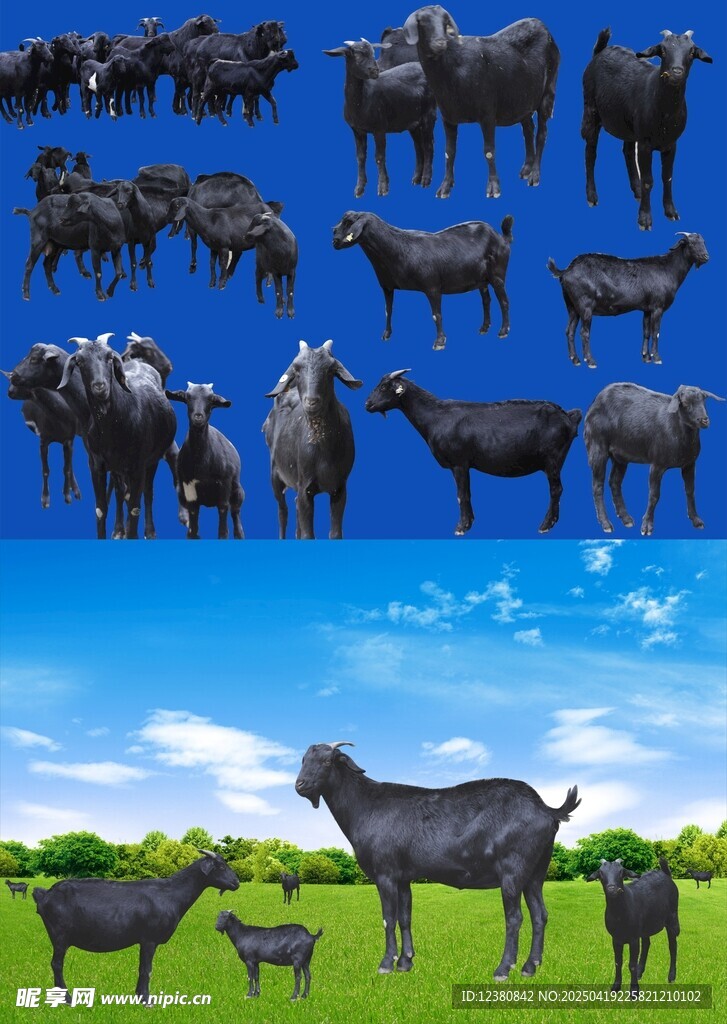 黑山羊