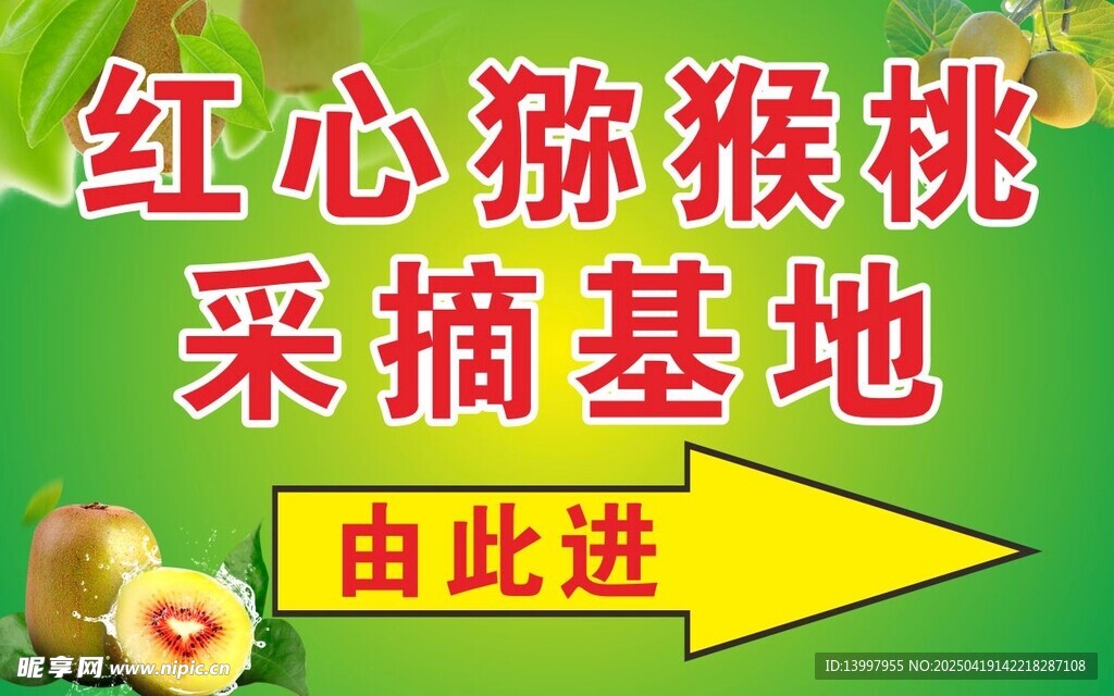 红心猕猴桃 采摘基地