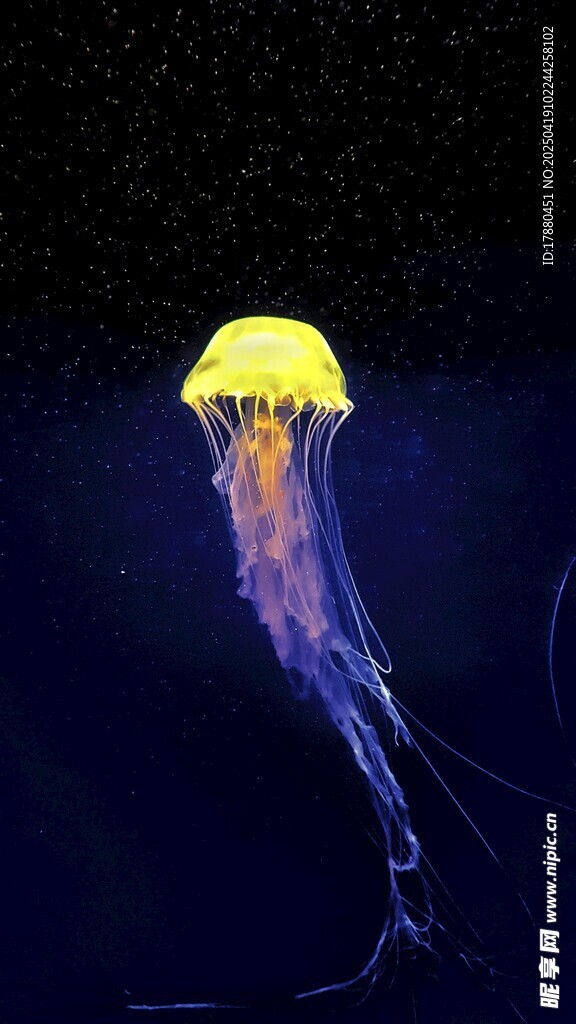 水母