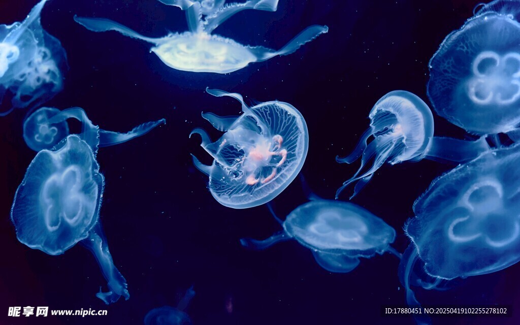 水母