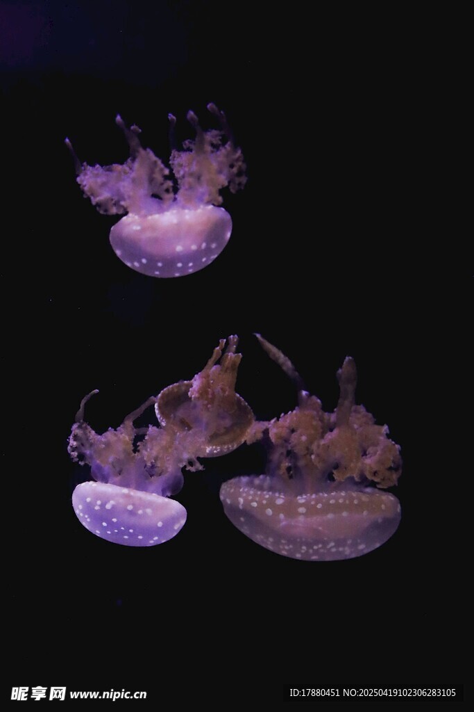 水母