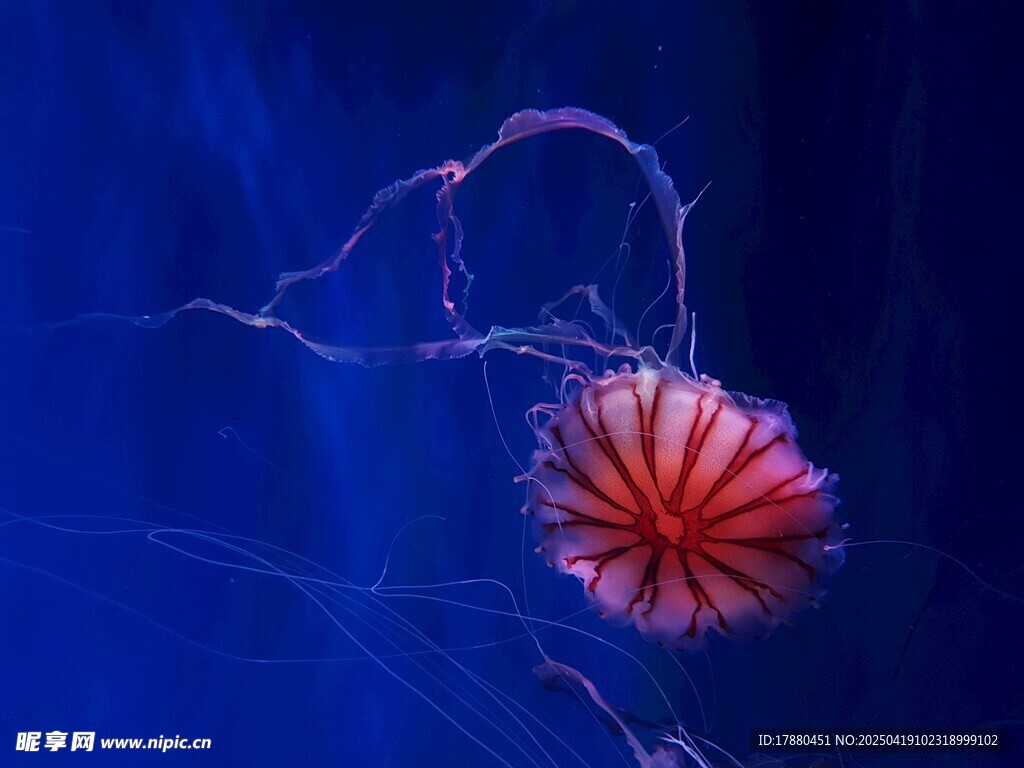 水母