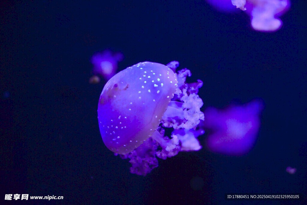 水母