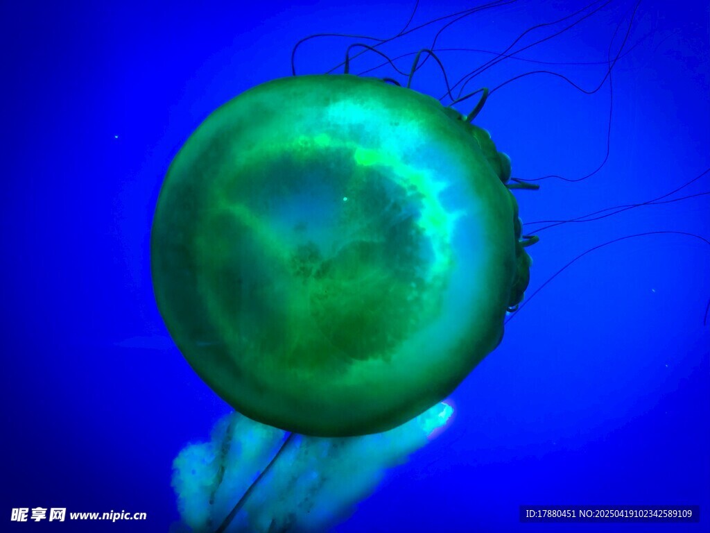 水母