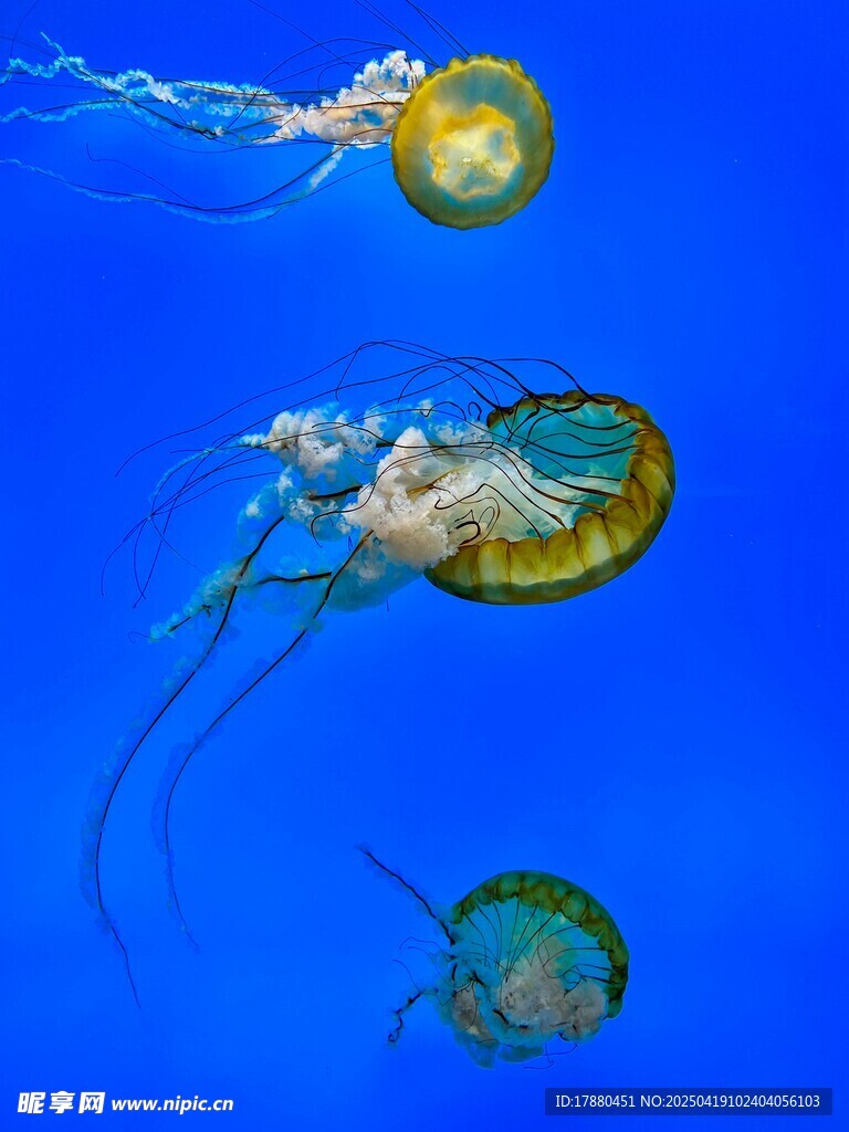 水母