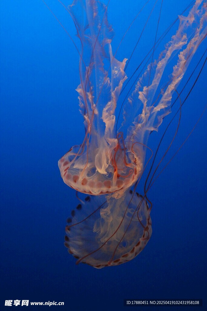 水母