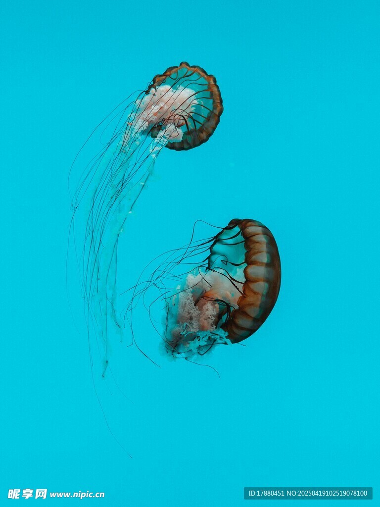 水母