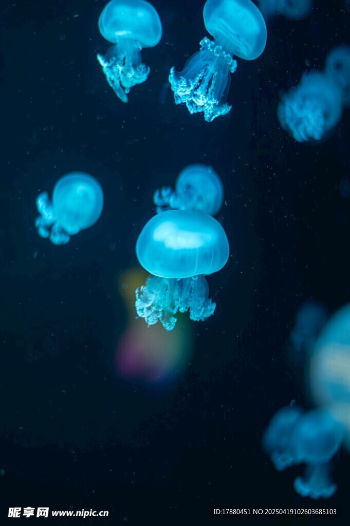 水母