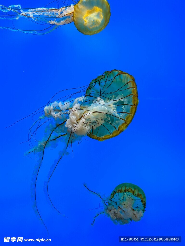 水母