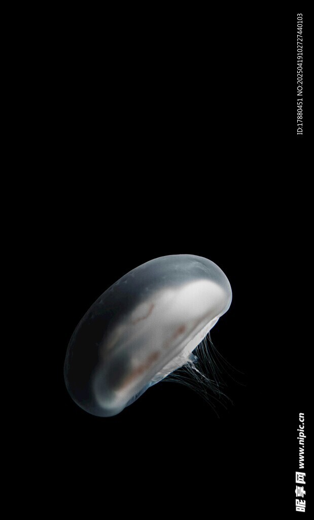 水母