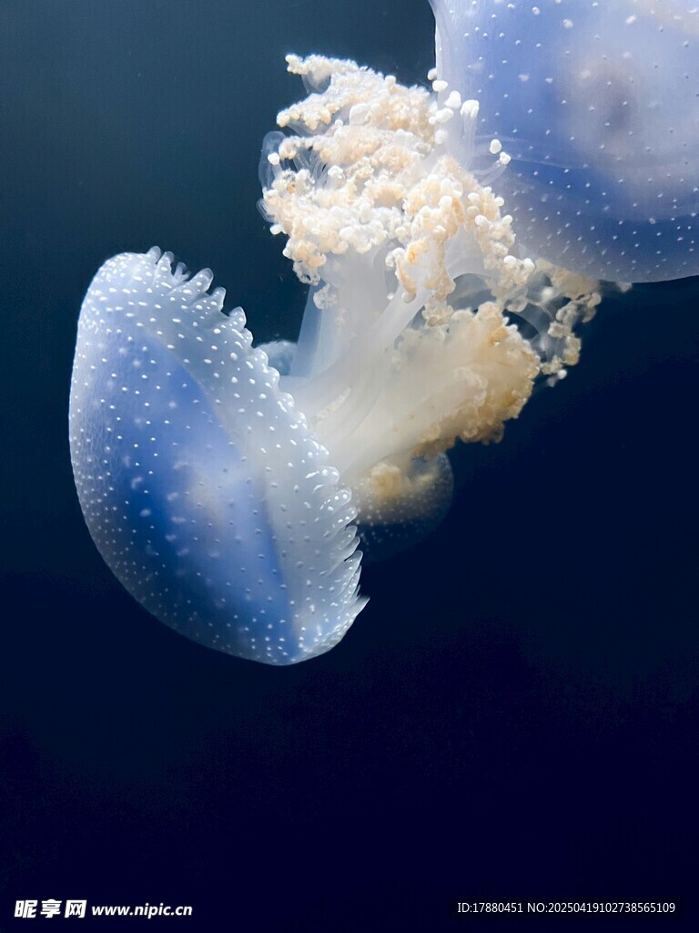 水母