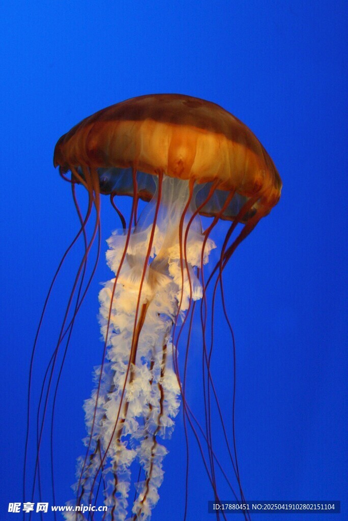 水母