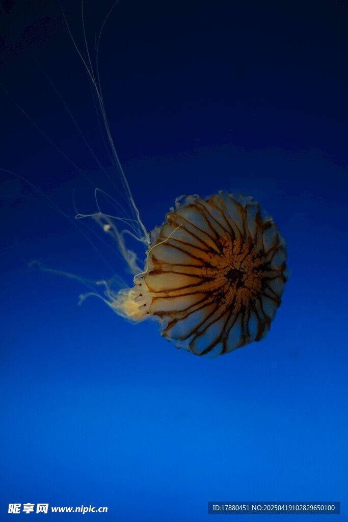 水母