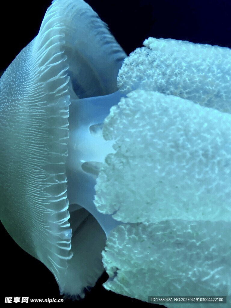 水母