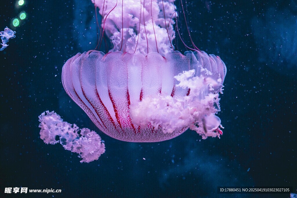 水母